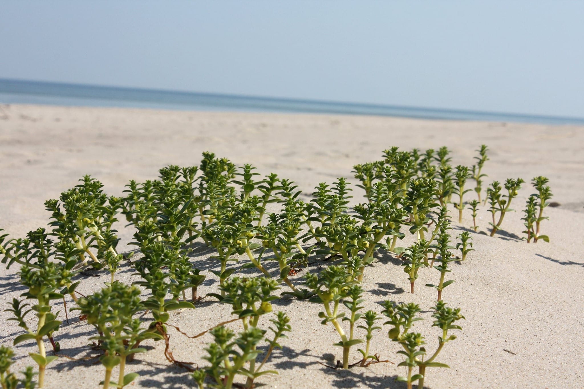 Rośliny w piasku na plaży? Co to takiego?