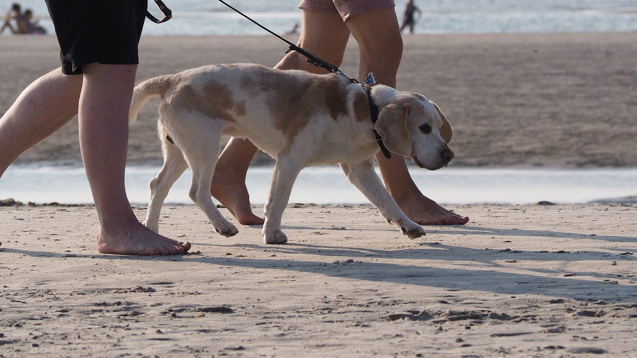 „Psy nie muszą znać przepisów”  – Urząd Miejski na temat psów, m.in na plaży