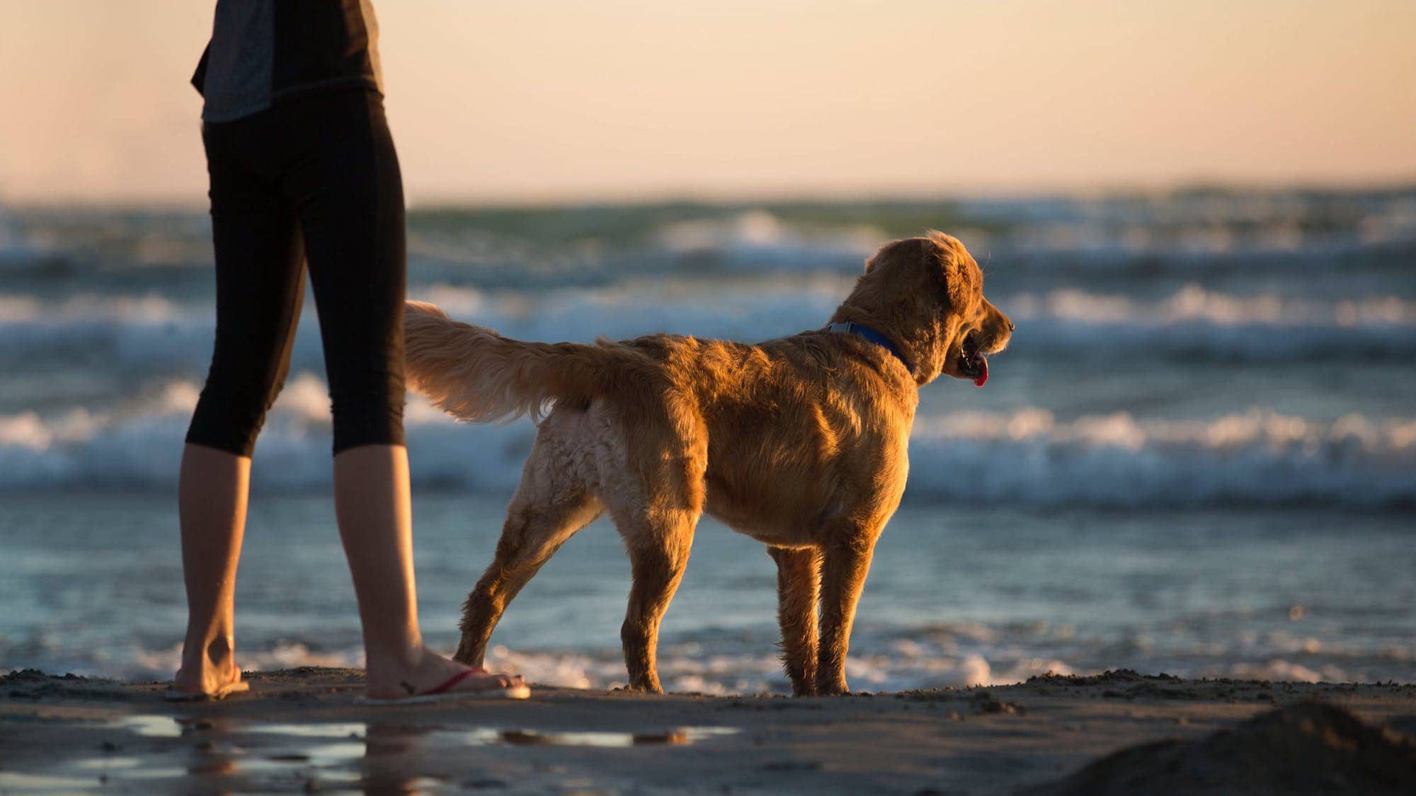 Pies na plaży w Międzyzdrojach. Martwy przepis?