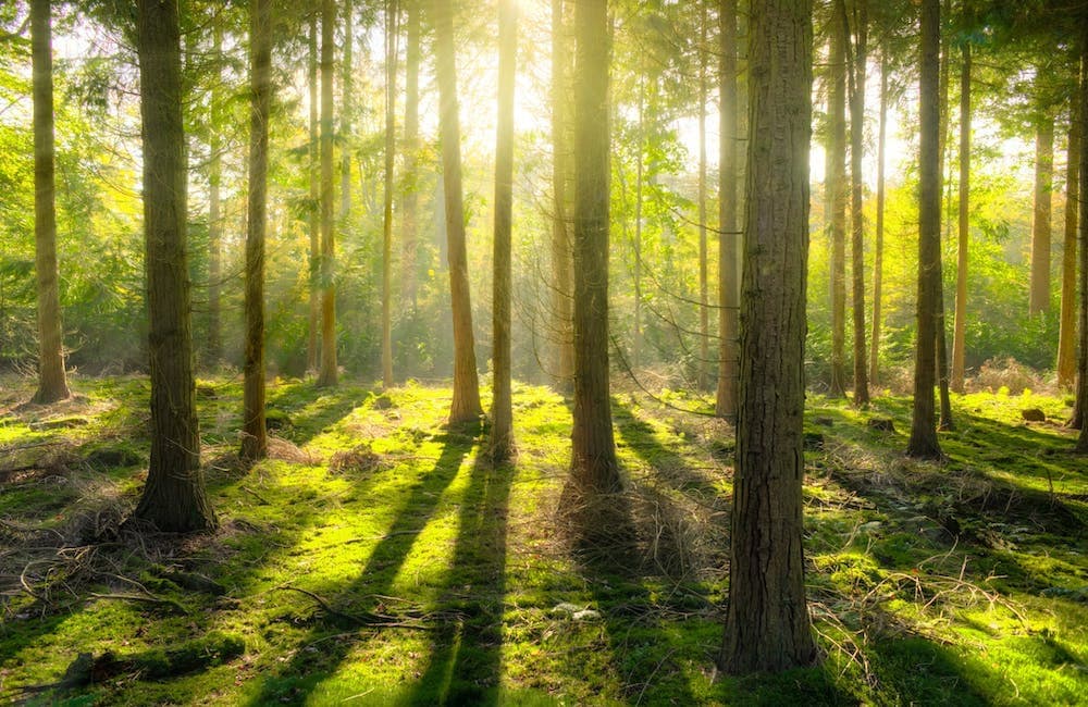 Lasy w okolicach Międzyzdrojów pozostaną otwarte